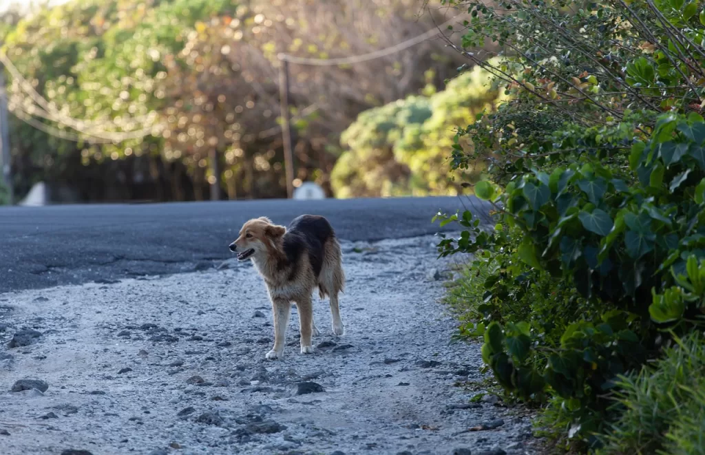 stray dog on road, brown dog, stray dog-4518690.jpg