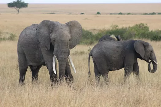 A herd of African elephants grazing in the grasslands of Kenya's savanna.